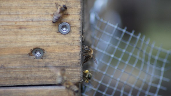 Der erste Pollen wird gesammelt