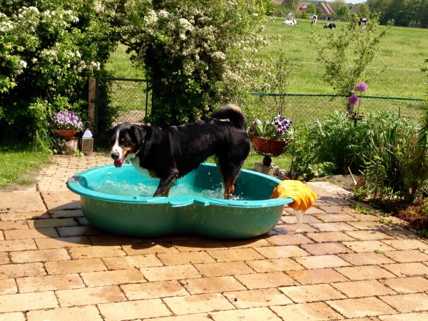 Appenzeller Sennenhund Sommer 2019